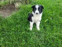 Lady, a female Border Collie for sale in Inkster, MI – 1 of 4