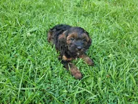 Brown, a male Cavapoo for sale in Inkster, MI – 4 of 6