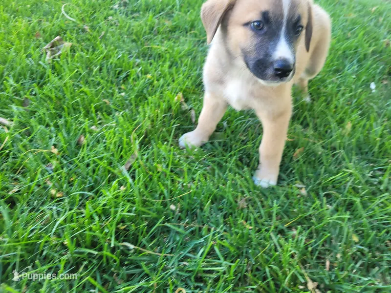 Brown  – Australian Shepherd, German Shepherd Dog puppy for sale in Inkster, MI