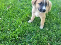Brown , a male Australian Shepherd and German Shepherd Dog for sale in Inkster, MI – 1 of 4