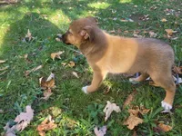 Kim , a female Australian Shepherd and German Shepherd Dog for sale in Inkster, MI – 3 of 6