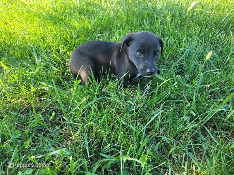 Lulu  – German Shepherd Dog, Labrador Retriever puppy for sale in Inkster, MI