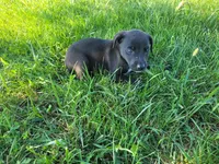 Lulu , a female German Shepherd Dog and Labrador Retriever for sale in Inkster, MI – 1 of 4