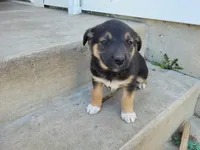 Daisy , a female German Shepherd Dog and Siberian Husky for sale in Inkster, MI – 2 of 4