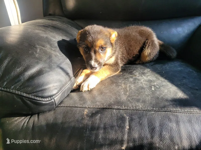 Daisy  – Australian Cattle Dog, Australian Shepherd puppy for sale in Inkster, MI