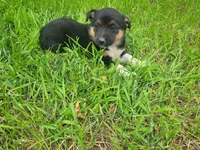 Mary, a female Australian Shepherd and German Shepherd Dog for sale in Inkster, MI – 3 of 6