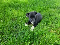Lady, a female German Shepherd Dog and Labrador Retriever for sale in Inkster, MI – 4 of 4