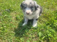 Kim, a female Australian Shepherd and German Shepherd Dog for sale in Inkster, MI – 4 of 5