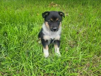 Duke, a male Australian Shepherd and German Shepherd Dog for sale in Inkster, MI – 1 of 4
