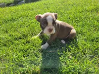 John , a male Boston Terrier for sale in Inkster, MI – 2 of 5