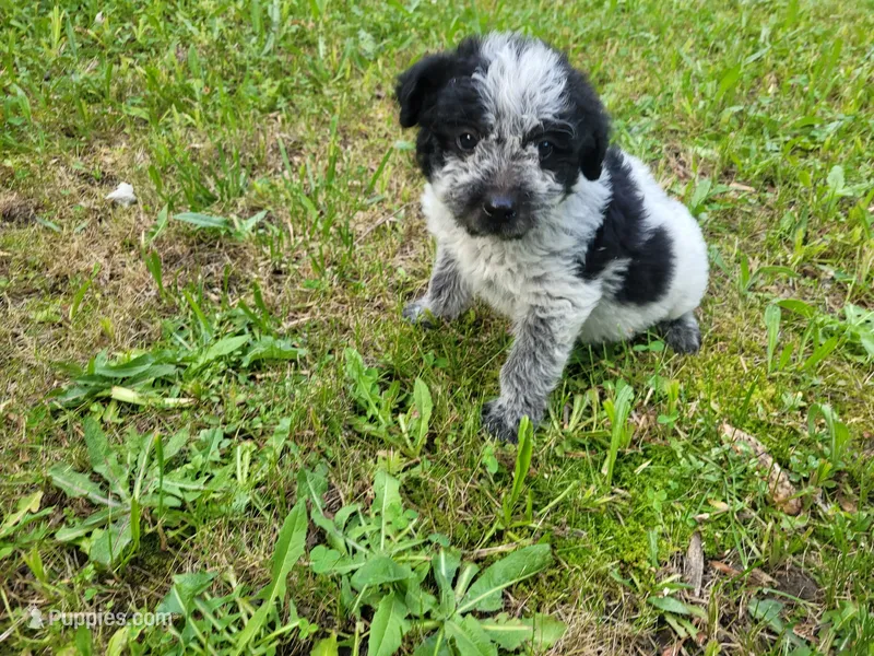 John  – Australian Cattle Dog, Poodle - Miniature  puppy for sale in Inkster, MI