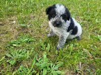 John , a male Australian Cattle Dog and Poodle - Miniature  for sale in Inkster, MI – 1 of 4