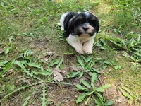 Ash , a male Cavalier King Charles Spaniel and Shih Tzu for sale in Inkster, MI – 6 of 6