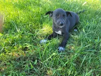 Daisy , a female German Shepherd Dog and Labrador Retriever for sale in Inkster, MI – 4 of 5