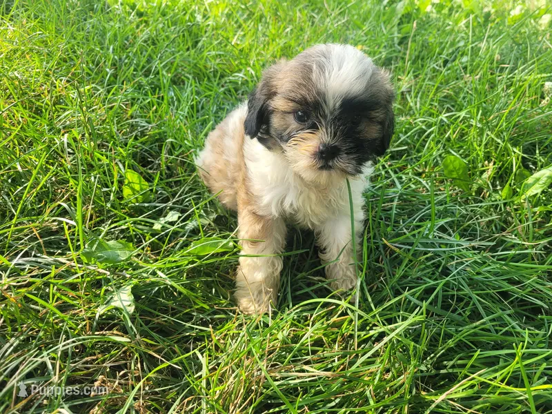 Daisy  – Shih Tzu puppy for sale in Inkster, MI