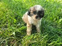 Daisy , a female Shih Tzu for sale in Inkster, MI – 1 of 4