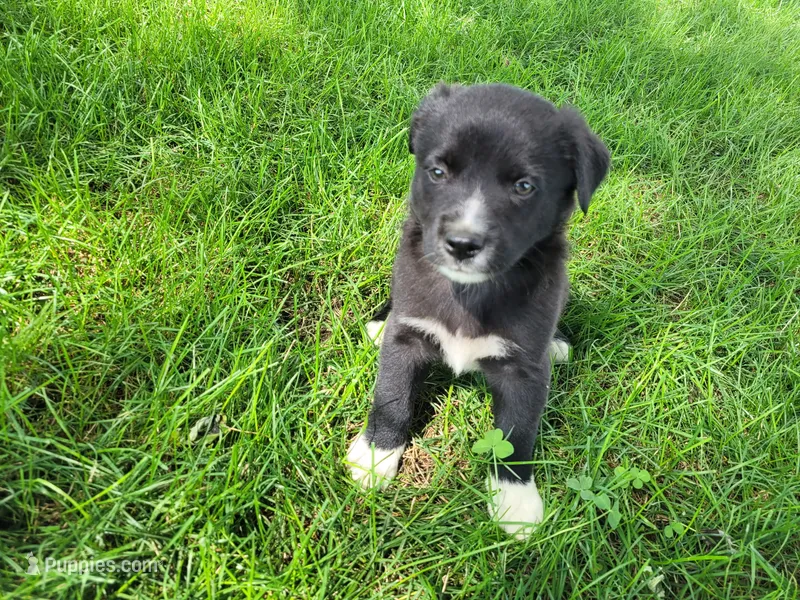 Black  – German Shepherd Dog, Labrador Retriever puppy for sale in Inkster, MI