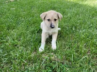 Leo, a male Australian Shepherd and German Shepherd Dog for sale in Inkster, MI – 3 of 4