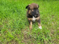 Ashley, a female Australian Shepherd and German Shepherd Dog for sale in Inkster, MI – 2 of 4