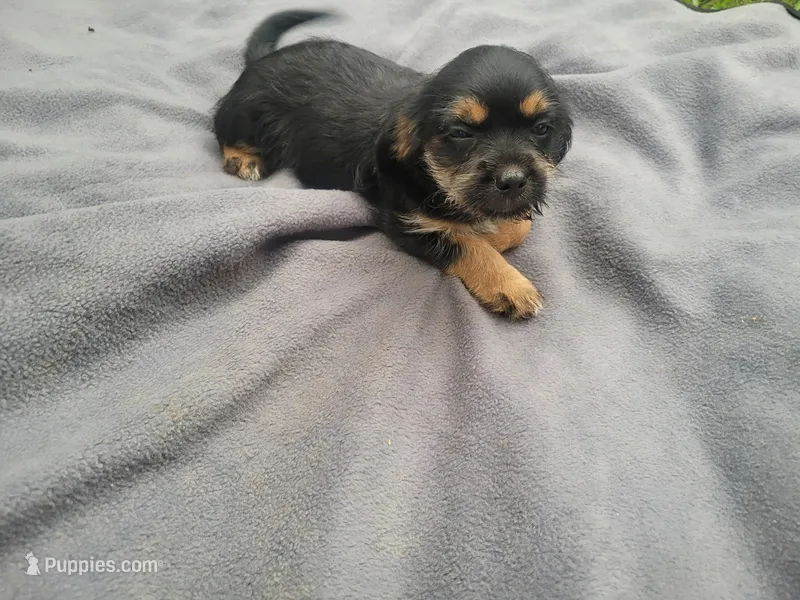 Angie – Morkie puppy for sale in Inkster, MI
