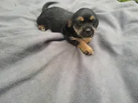 Angie, a female Morkie for sale in Inkster, MI – 1 of 5