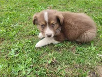 Jackie, a female Australian Shepherd for sale in Inkster, MI – 3 of 5