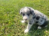 Ram, a male Australian Shepherd and German Shepherd Dog for sale in Inkster, MI – 3 of 4