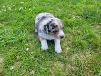 Kim, a female Australian Shepherd and German Shepherd Dog for sale in Inkster, MI – 4 of 5