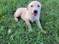 Kim, a female German Shepherd Dog and Golden Retriever for sale in Inkster, MI – 2 of 5