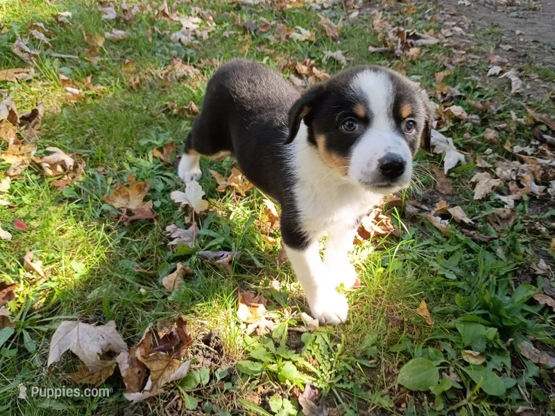 John  – Australian Shepherd, German Shepherd Dog puppy for sale in Inkster, MI