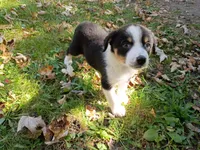 John , a male Australian Shepherd and German Shepherd Dog for sale in Inkster, MI – 1 of 4