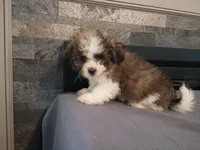 Oliver, a male Havanese and Shih Tzu for sale in Inkster, MI – 5 of 6