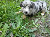 Jack , a male Australian Shepherd and German Shepherd Dog for sale in Inkster, MI – 2 of 5