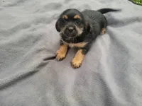 Angie, a female Morkie for sale in Inkster, MI – 3 of 5