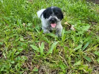 Daisy , a female Australian Cattle Dog and Poodle - Miniature  for sale in Inkster, MI – 2 of 3