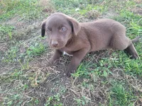 Lulu , a female Australian Shepherd and Labrador Retriever for sale in Inkster, MI – 2 of 4