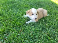 Ram, a male Australian Shepherd and German Shepherd Dog for sale in Inkster, MI – 2 of 5