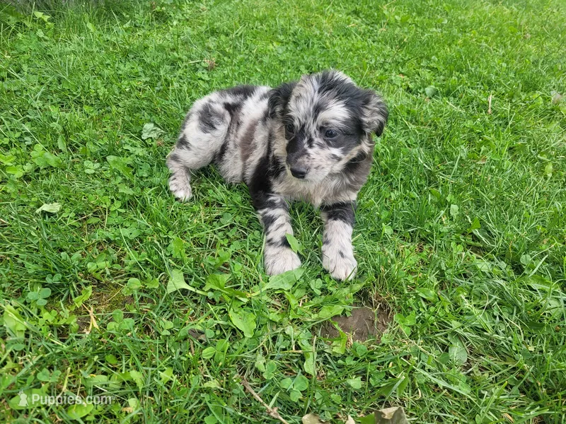 Stacy – Australian Shepherd, Border Collie puppy for sale in Inkster, MI