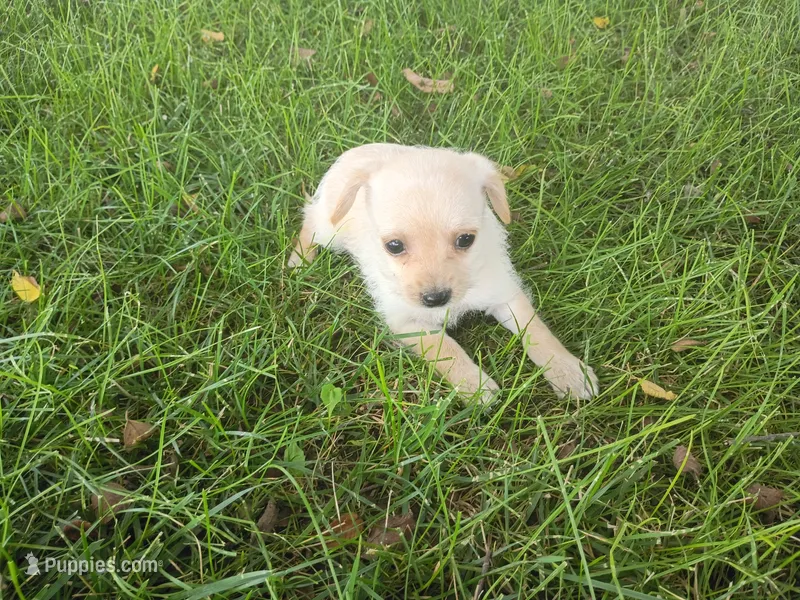 Kim – Chihuahua, Poodle - Toy  puppy for sale in Inkster, MI