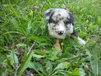 Jack , a male Australian Shepherd and German Shepherd Dog for sale in Inkster, MI – 3 of 5