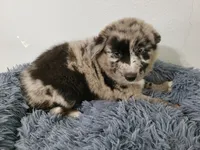 Ash, a male Australian Shepherd and German Shepherd Dog for sale in Inkster, MI – 6 of 6