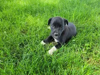 Lady, a female German Shepherd Dog and Labrador Retriever for sale in Inkster, MI – 2 of 4