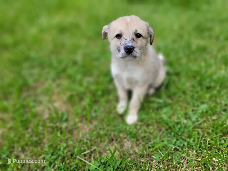 Kim – Australian Shepherd, German Shepherd Dog puppy for sale in Inkster, MI
