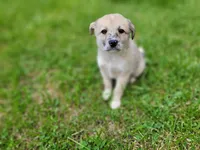 Kim, a female Australian Shepherd and German Shepherd Dog for sale in Inkster, MI – 1 of 3