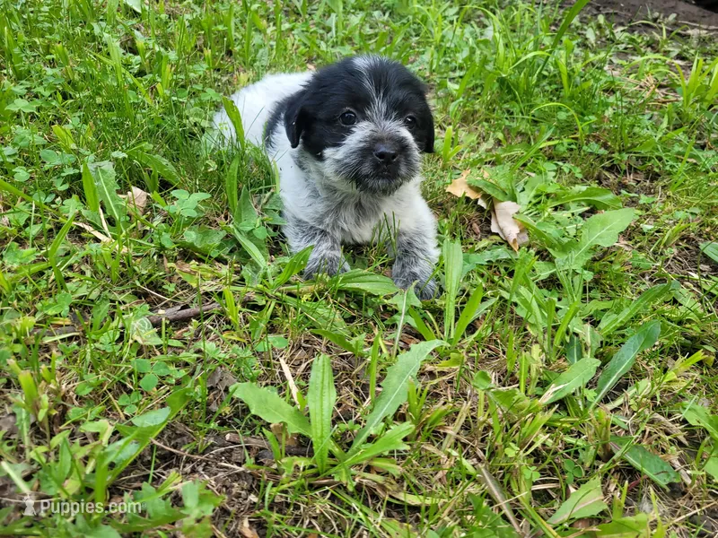 Daisy  – Australian Cattle Dog, Poodle - Miniature  puppy for sale in Inkster, MI