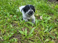 Daisy , a female Australian Cattle Dog and Poodle - Miniature  for sale in Inkster, MI – 1 of 3