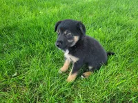 Kim, a female German Shepherd Dog and Labrador Retriever for sale in Inkster, MI – 3 of 4