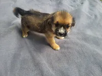 Sugar, a male Morkie for sale in Inkster, MI – 2 of 4