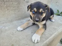 Lady, a female German Shepherd Dog and Siberian Husky for sale in Inkster, MI – 2 of 4