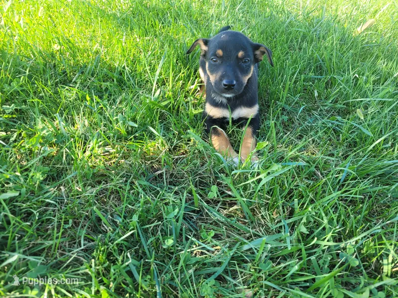 Kim – German Shepherd Dog, Labrador Retriever puppy for sale in Inkster, MI